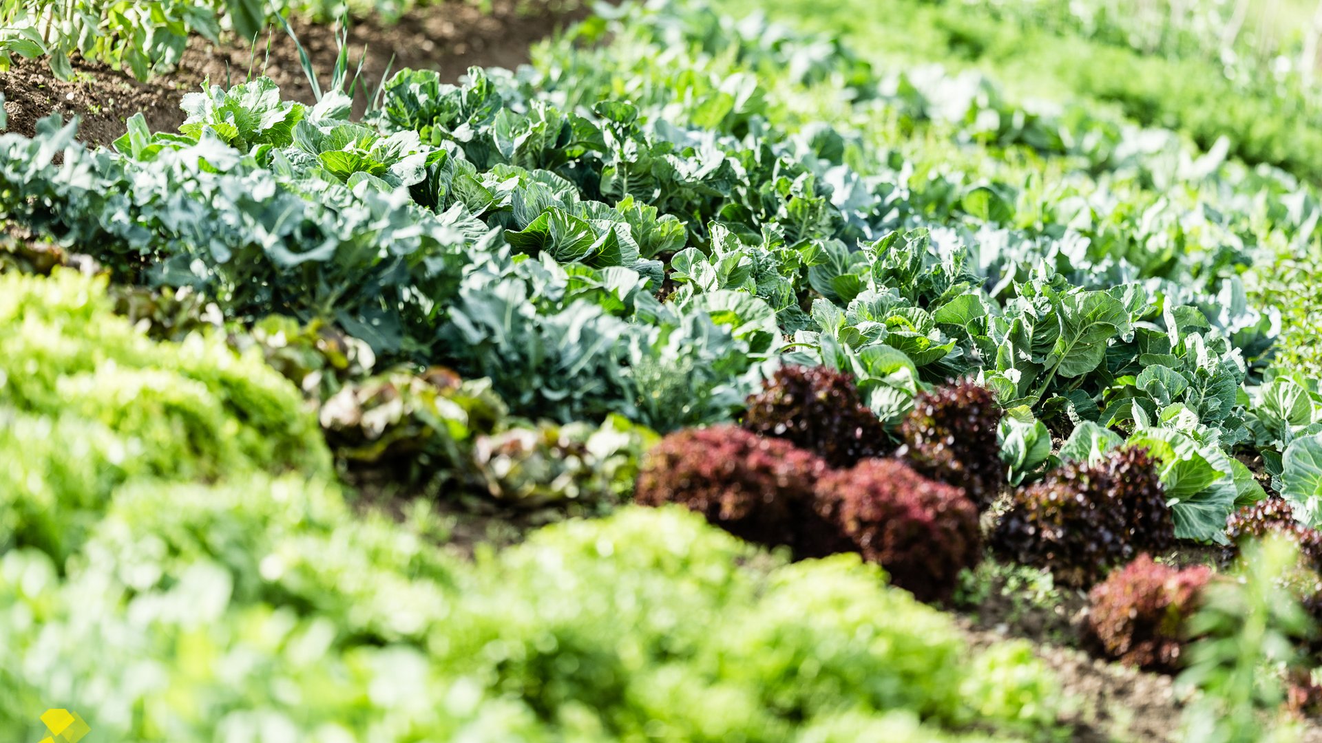 Reihen von grünem und rotem Salat in einem Gartenbeet
